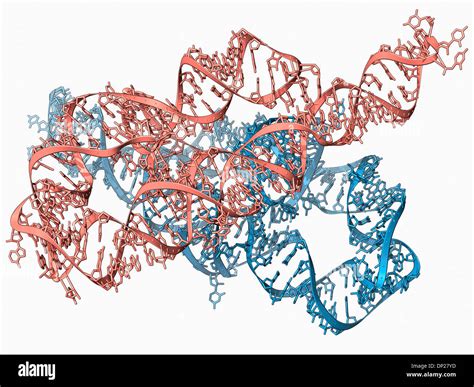 Ribozyme enzyme and RNA Stock Photo - Alamy
