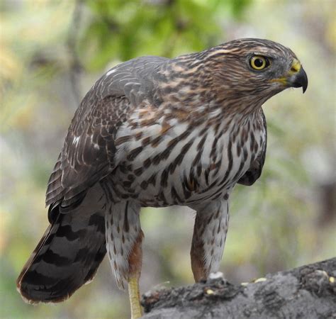 Cooper's Hawk sw-102416- (26) | Cooper's hawk, Bird photo, Flowery ...