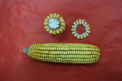 玉米种子_辽宁东亚种业有限公司