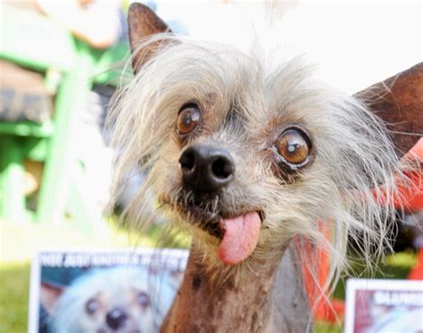 直击全世界10大最丑的狗，这只中国犬榜上有名|丑狗|比赛|冠毛_新浪新闻