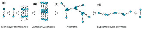 Effects of Lateral and Terminal Chains of X-Shaped Bolapolyphiles with ...