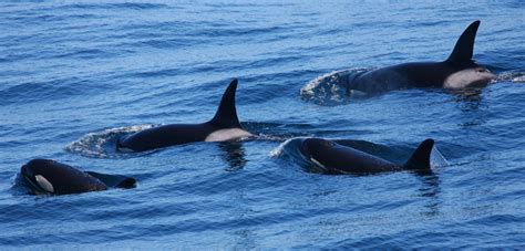 Unlocking the Mysteries of the Outer Coast Killer Whales | Hakai Magazine