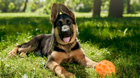 Berger Allemand 的图像结果