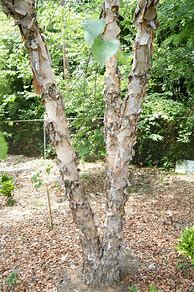 Image result for Heritage Clump River Birch 5 Container