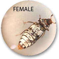 Taxidermy Cleaning Beetles Adults Larvae Dermestid Beetle Colony (425 ...
