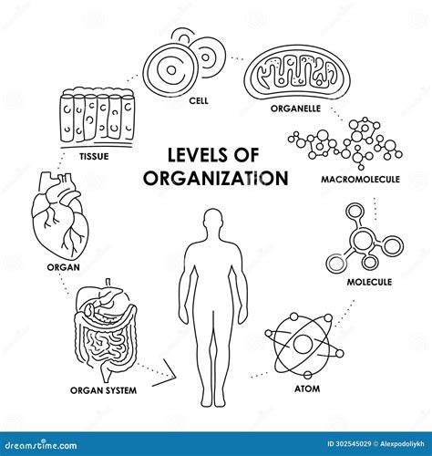 Organisation In Organisms With Hierarchical Level Structure Outline ...