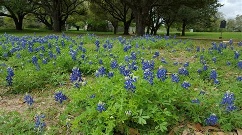 wheretexasbecametexas.org