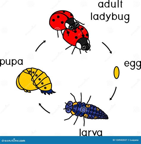 Life Cycle of Ladybug. Stages of Development of Ladybug from Egg To ...