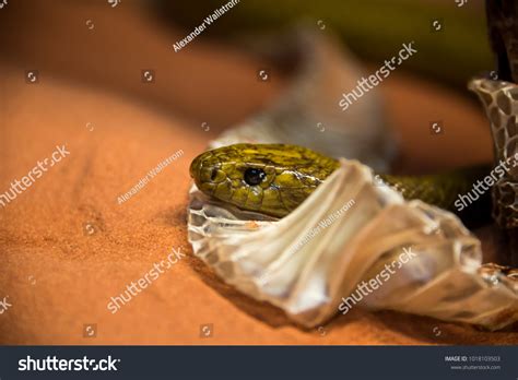 Image result for Color Changing Snake