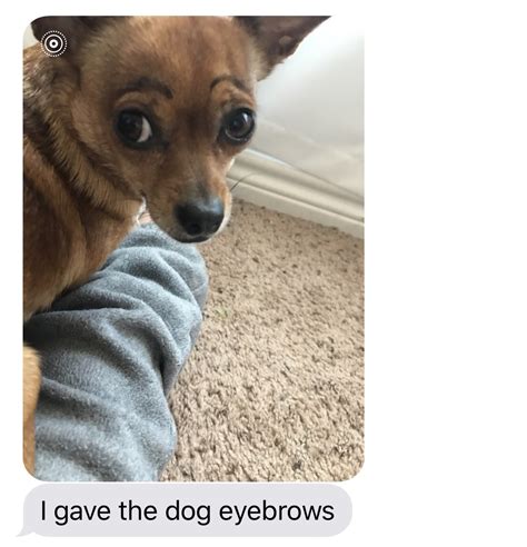 Dogs With Eyebrows Gif