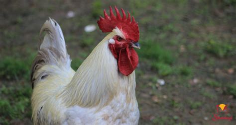 Chicken Breeds Best Chicken Breeds For Beginners | Grubbly Farms