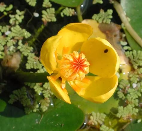 黄金莲花是水生观赏植物吗？黄金莲有哪些功效和作用-绿宝园林网