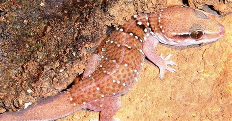 How Sri Lanka got its lizards, and what it says about the island’s ...