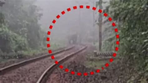 Elephant calf dies after being hit by train, herd guards carcass in ...