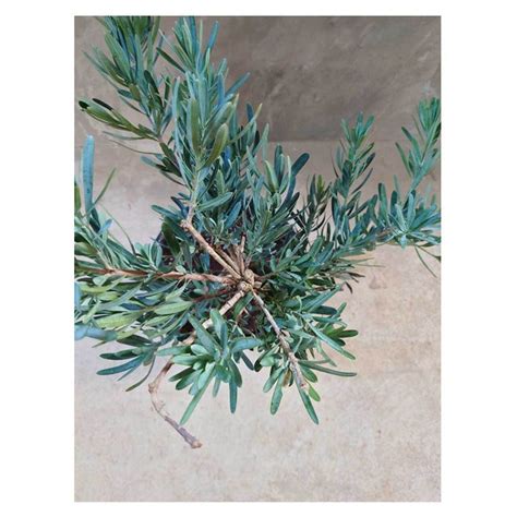 Podocarpus elongatus "Icee Blue" | Seeding