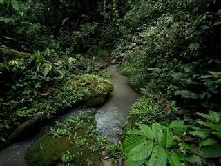 100 facts about Amazon rainforest