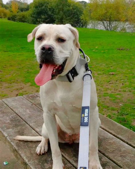 White Cane Corso: Everything You Need to Know