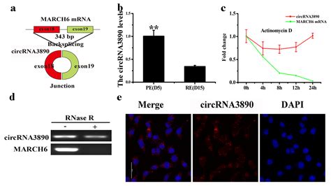 Regulatory Effect of circRNA3890 on the Establishment of Receptive ...