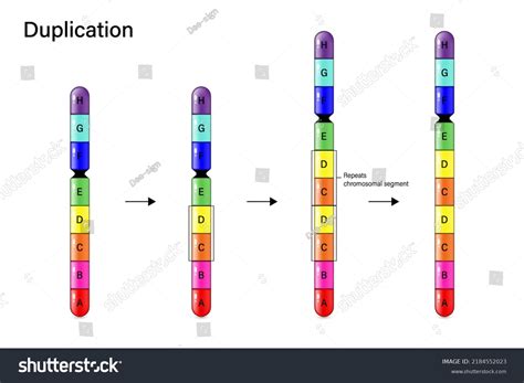 Chromosomal Inversion