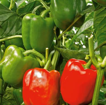 Gacela - Variety Capsicum | Syngenta