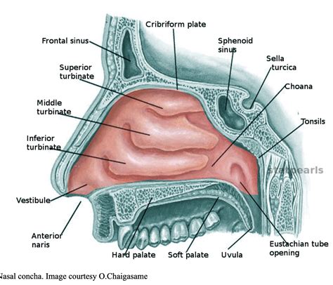 Superior Nasal Concha