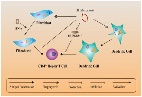 The Immune Escape Mechanisms of Mycobacterium Tuberculosis