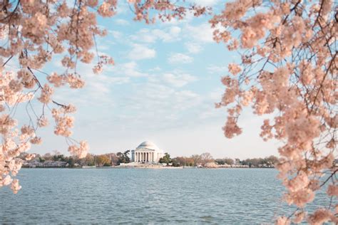 10 Must Read Tips for Washington DC Cherry Blossom Festival 2021