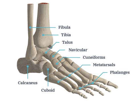 Foot and ankle anatomy explained by surgeon Andy Hughes