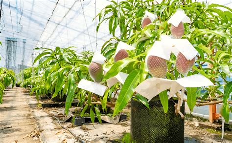N.G.M.AGROCARE Grafted Original Genetic Japanese Miyazaki Mango Unique ...