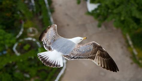 What Are Flying Animals Called at Chloe Bergman blog