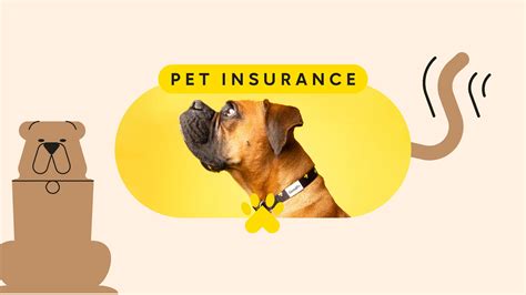 Wondering If You Should Get Pet Insurance? Here’s Why I Chose Not To ...