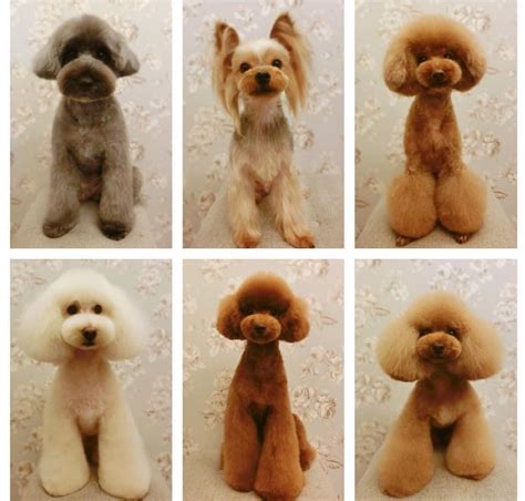 Dog Grooming Styles