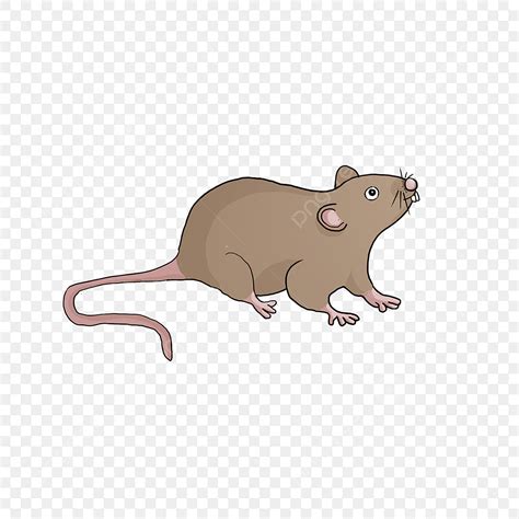 Brown Rat Clipart Transparent Background, Rat Clipart Brown Rat, Clip ...