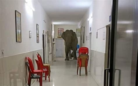 Two elephant enter a hospital near jalpaiguri cantonment in bengal ...