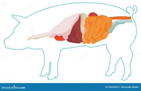 Vector Pig Anatomy. Digestive System. Stock Vector - Illustration of ...