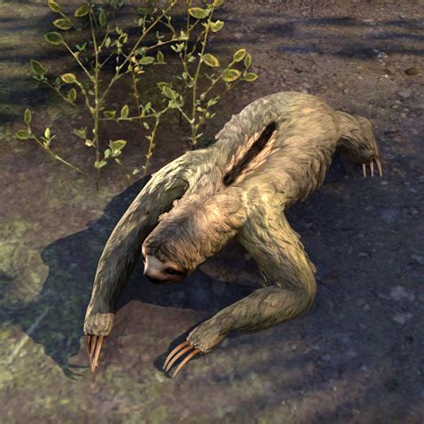 Image result for 3 Toed Sloth