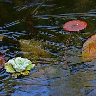 Image result for Random Rotation Pytorch