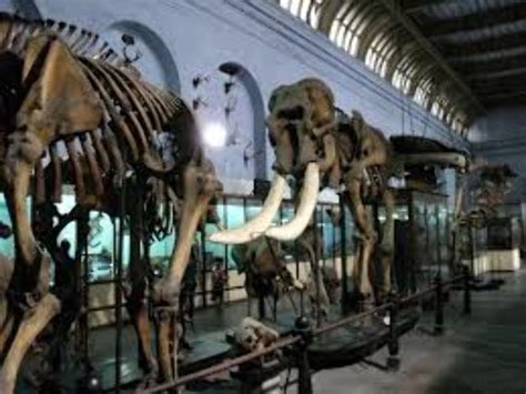 Indian Museum, kolkata, India - Top Attractions, Things to Do ...
