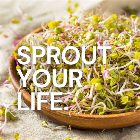 What Are Sprouts: A Comprehensive Guide for Urban Farming Enthusiasts Blog MP SEEDS