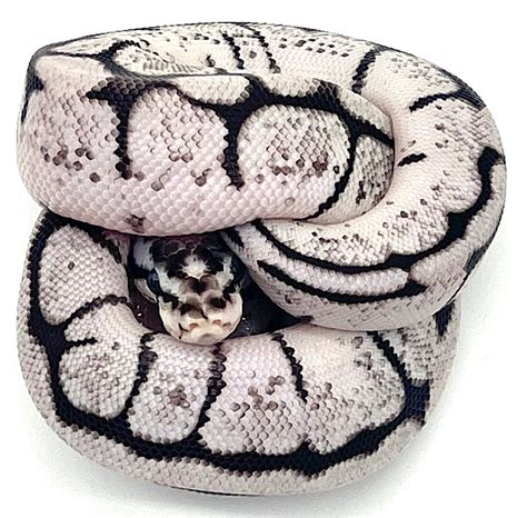 Image result for Killer Bee Axanthic Ball Python