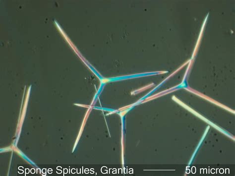 Spicules Slide