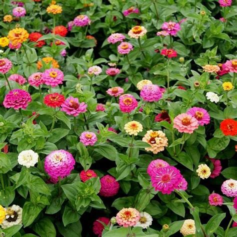 Zinnia angustifolia 百日菊 | beautifulcataya | Flickr