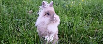 Image result for Dwarf Lionhead Growth Chart