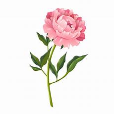 peony clipart peony realistic illustration free vectors peony clipart peony realistic illustration free vectors