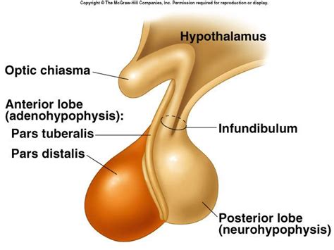 Image result for Thyroid Disease Classification Using Meachine Learning Algorithms