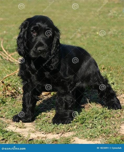 Black Puppy Spaniel Cocker Stock Image - Image: 1823091