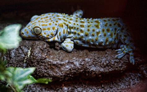 Adult Tokay Gecko Sound