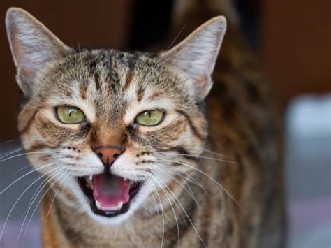 Image result for Cat Behavior Problems