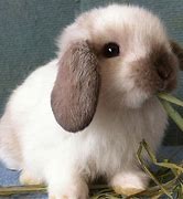 Image result for Cute Holland Lop Bunnies