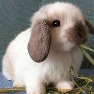 Image result for Holland Lop Rabbits Breed